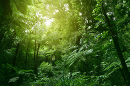 Dense green forest with sunlight filtering through the canopy, highlighting various plants and trees.