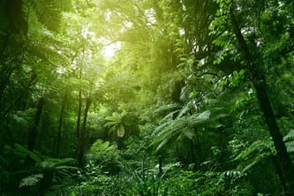 Dense green forest with sunlight filtering through the canopy, highlighting various plants and trees.